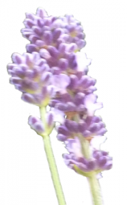 bloemen van geluk