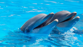 zwemmen met dolfijnen de dolfijn