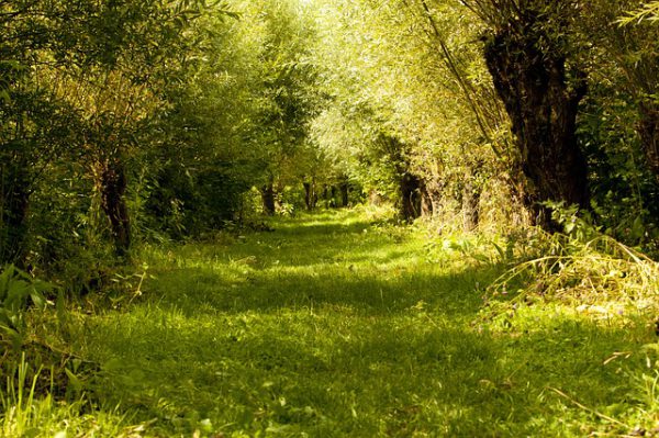 in de biesbosch wandelen